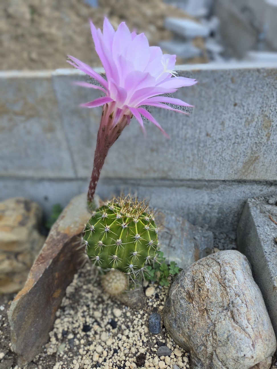 f:id:tetsuuma:20260610080320j:image