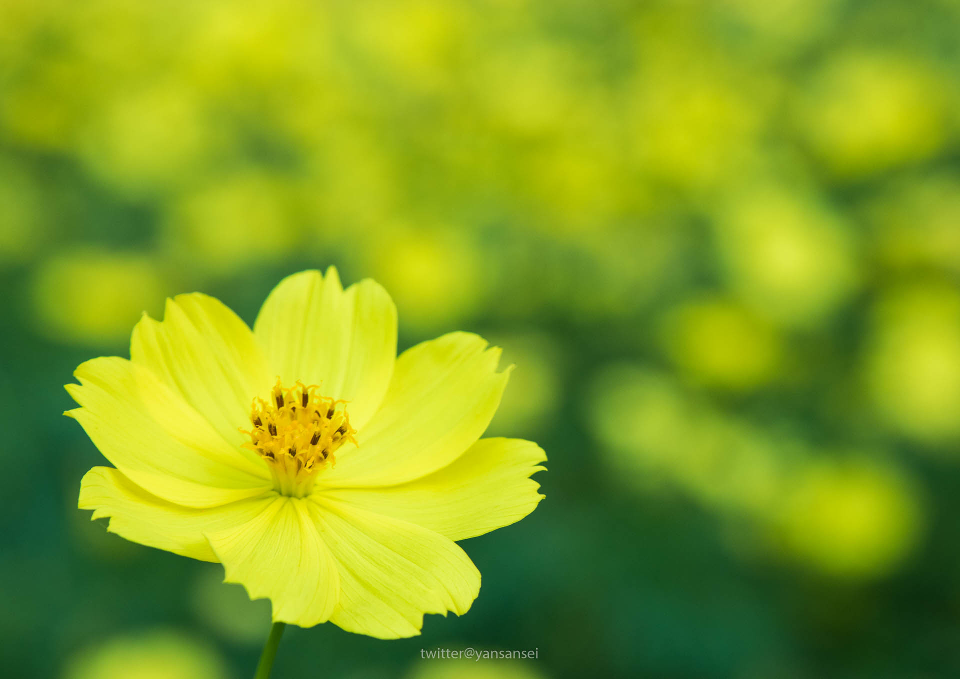 くりはま花の国 コスモスが咲き始めました Eosm6 ヤンサンセイ ブログ