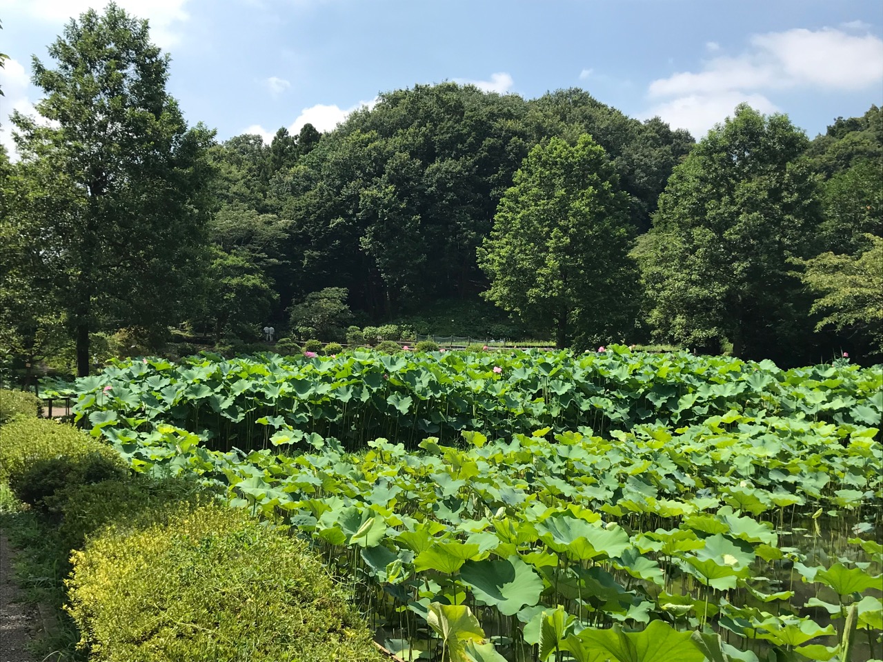 f:id:tetsuya0723:20180721095639j:plain f:id:tetsuya0723:20180721095639j:plain