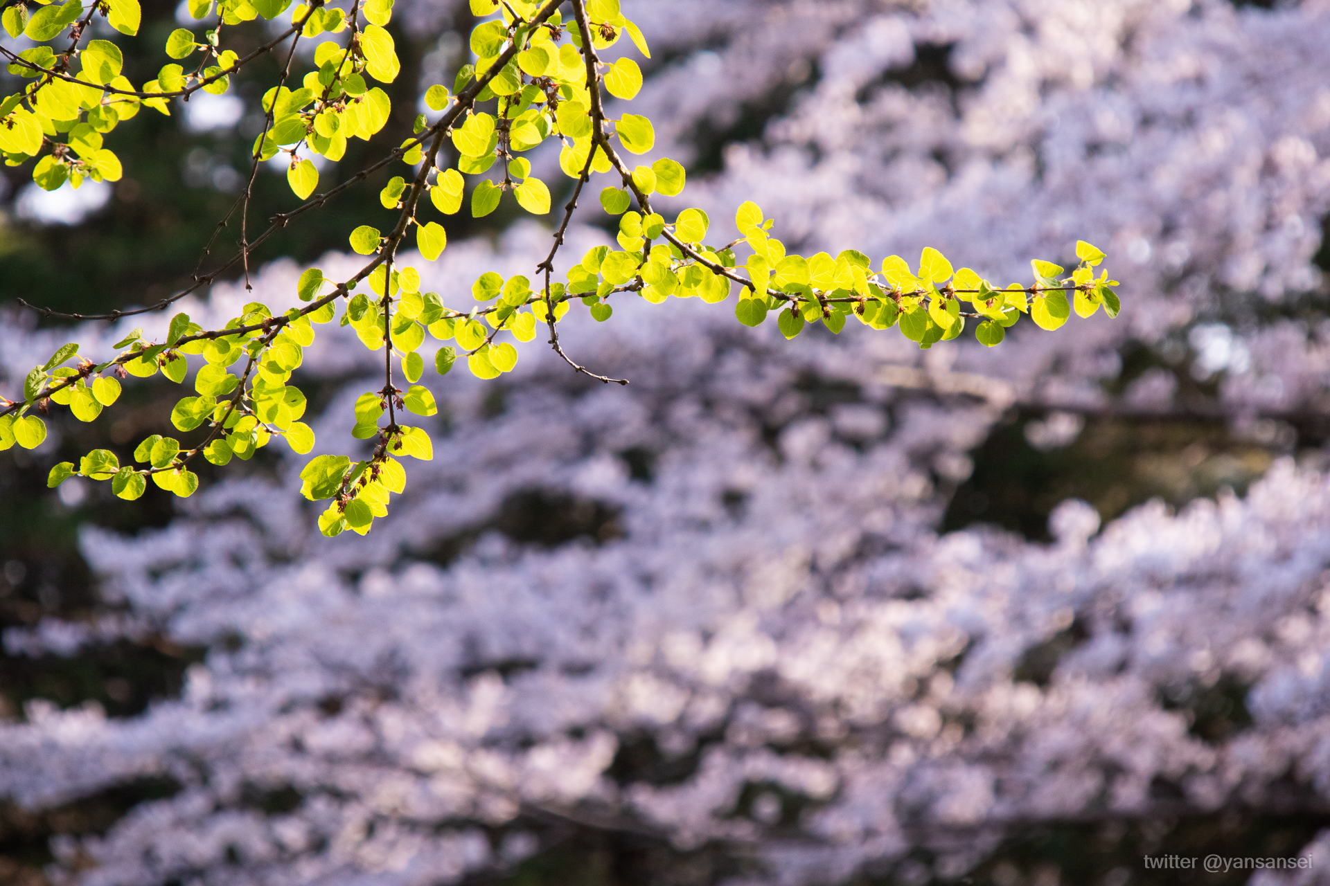 f:id:tetsuya0723:20190406155457j:plain f:id:tetsuya0723:20190406155457j:plain