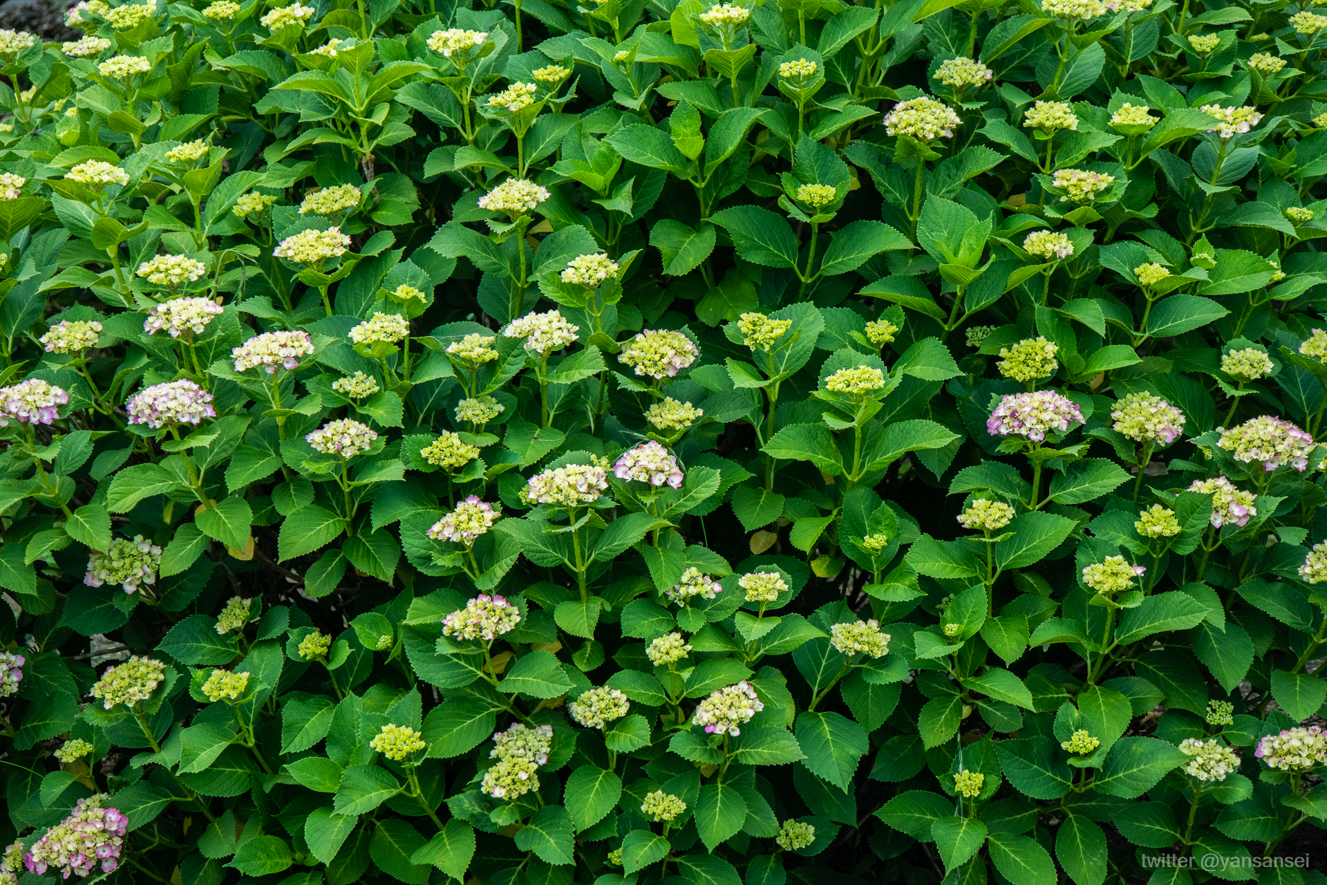 f:id:tetsuya0723:20190602123752j:plain f:id:tetsuya0723:20190602123752j:plain