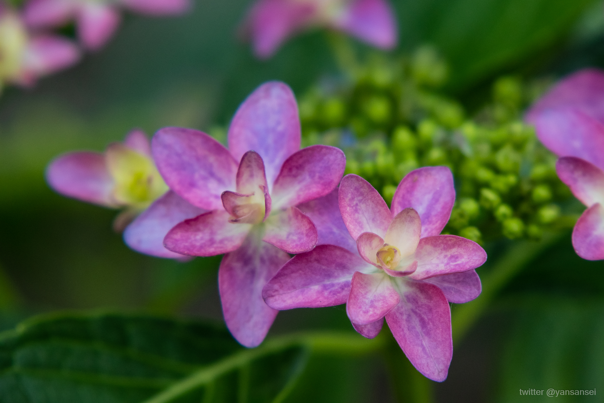 f:id:tetsuya0723:20190602124424j:plain f:id:tetsuya0723:20190602124424j:plain