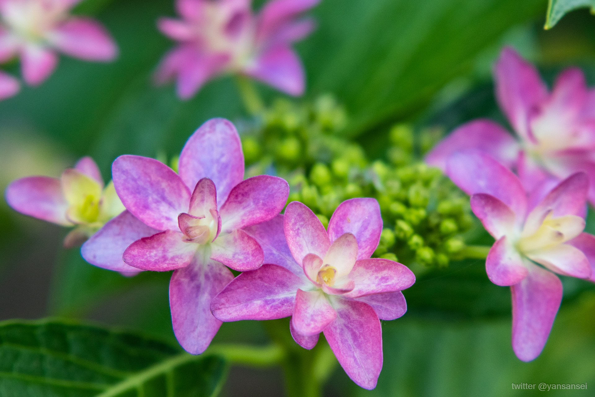 f:id:tetsuya0723:20190602124521j:plain f:id:tetsuya0723:20190602124521j:plain