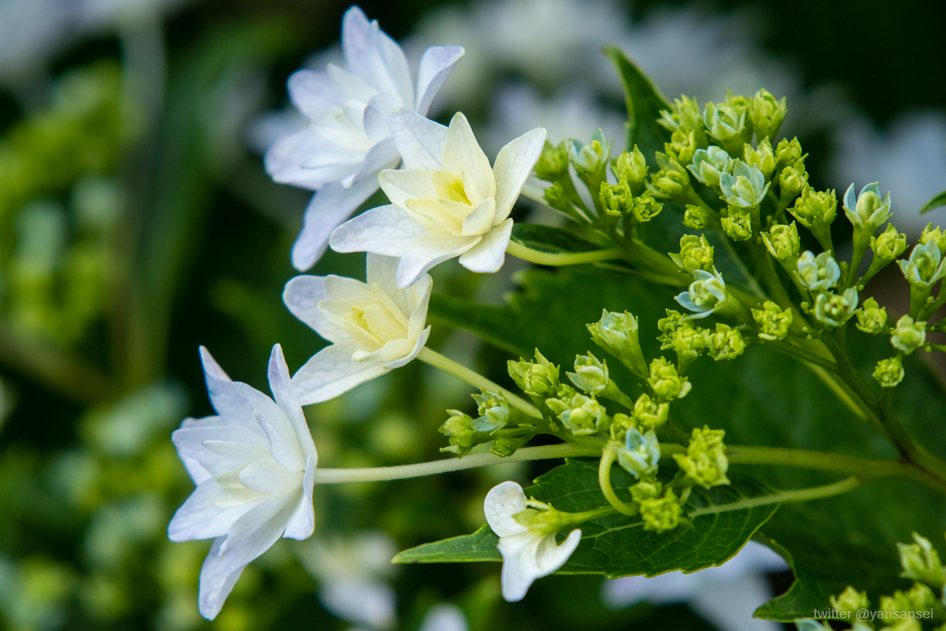 f:id:tetsuya0723:20190602130202j:plain f:id:tetsuya0723:20190602130202j:plain