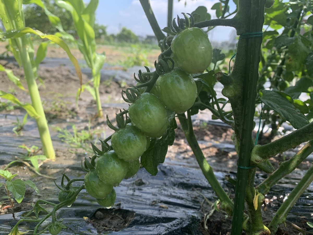 f:id:tetsuyama2000:20200529172536j:plain