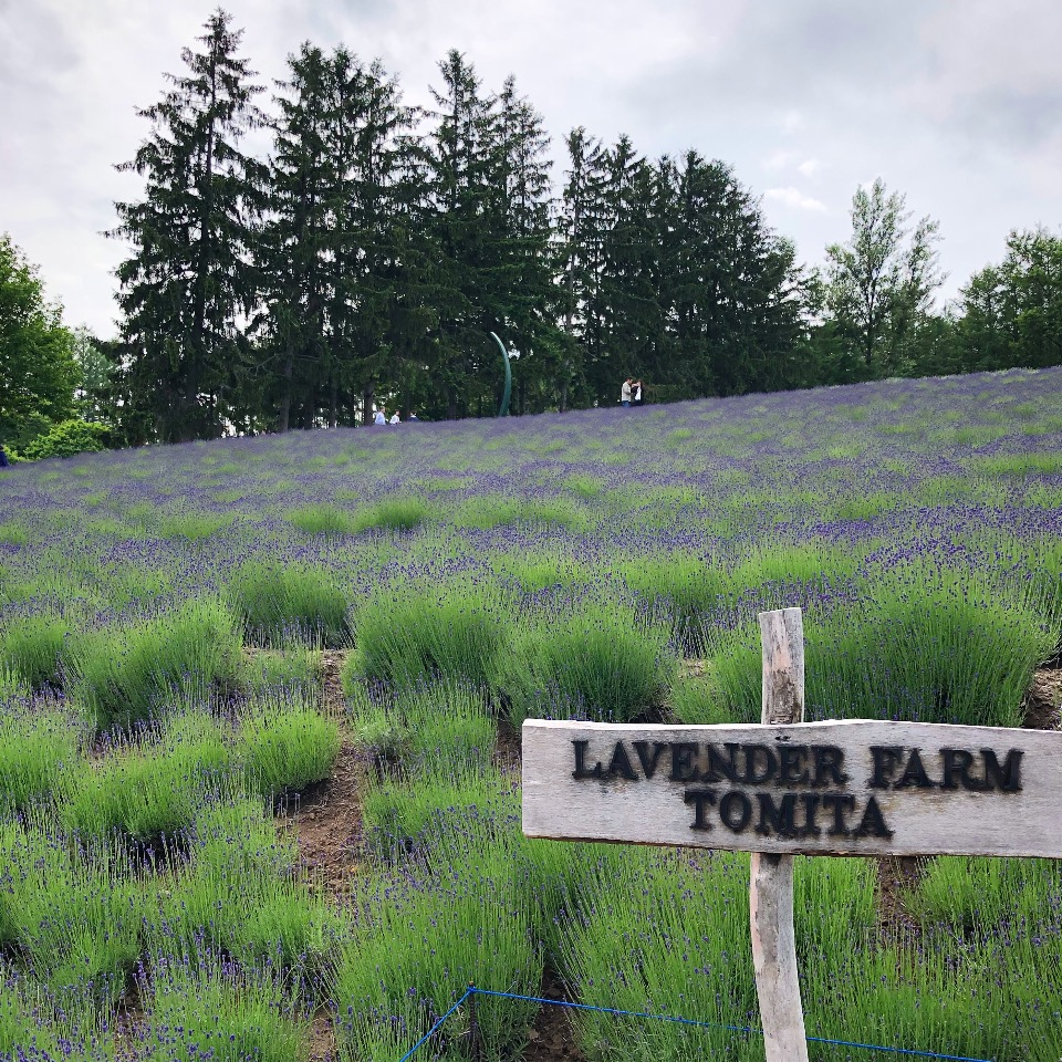 f:id:tetsuyaota:20180806152134j:plain f:id:tetsuyaota:20180806152134j:plain