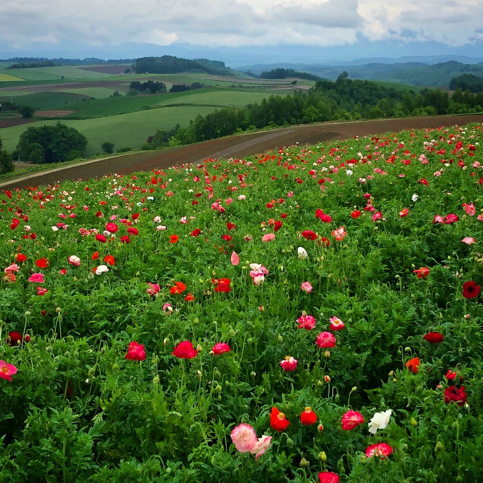 f:id:tetsuyaota:20180807172810j:plain f:id:tetsuyaota:20180807172810j:plain