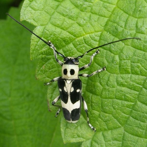 ガチャピンっぽいカミキリ虫「ラミーカミキリ」