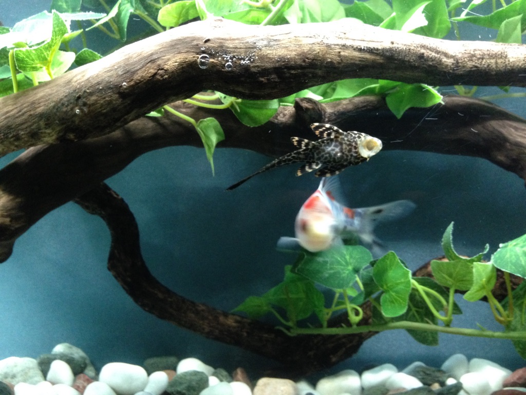 f:id:tettyagi:20151005164711j:plain f:id:tettyagi:20151005164711j:plain