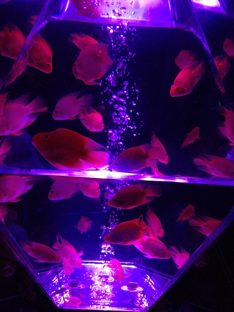 f:id:tettyagi:20151005164841j:plain f:id:tettyagi:20151005164841j:plain
