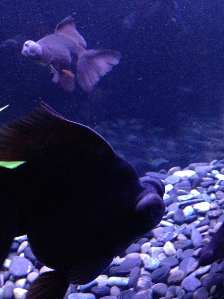 f:id:tettyagi:20151005165429j:plain f:id:tettyagi:20151005165429j:plain