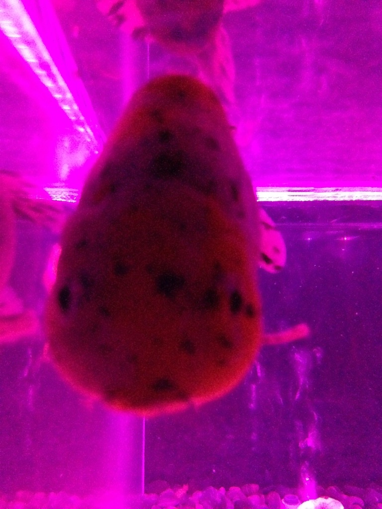 f:id:tettyagi:20151005165500j:plain f:id:tettyagi:20151005165500j:plain