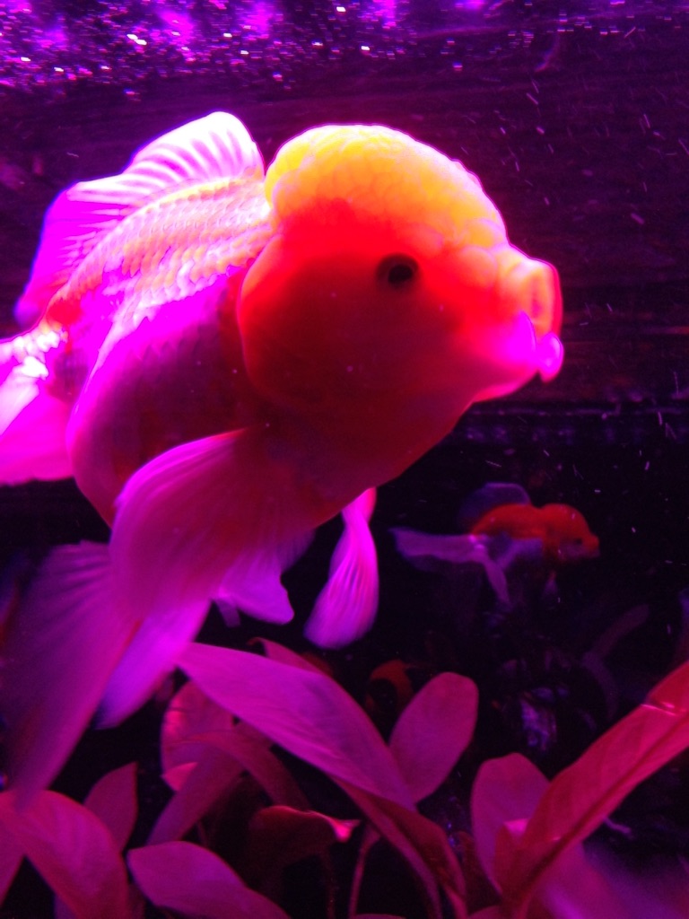 f:id:tettyagi:20151005165533j:plain f:id:tettyagi:20151005165533j:plain