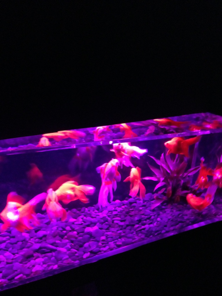 f:id:tettyagi:20151005165551j:plain f:id:tettyagi:20151005165551j:plain