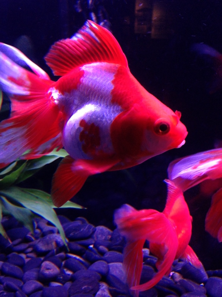 写真34枚！金魚の幻想空間アートアクアリウム展に行ってきた タコの卵