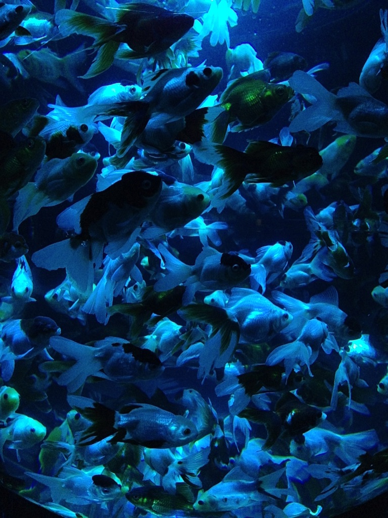 f:id:tettyagi:20151005165714j:plain f:id:tettyagi:20151005165714j:plain