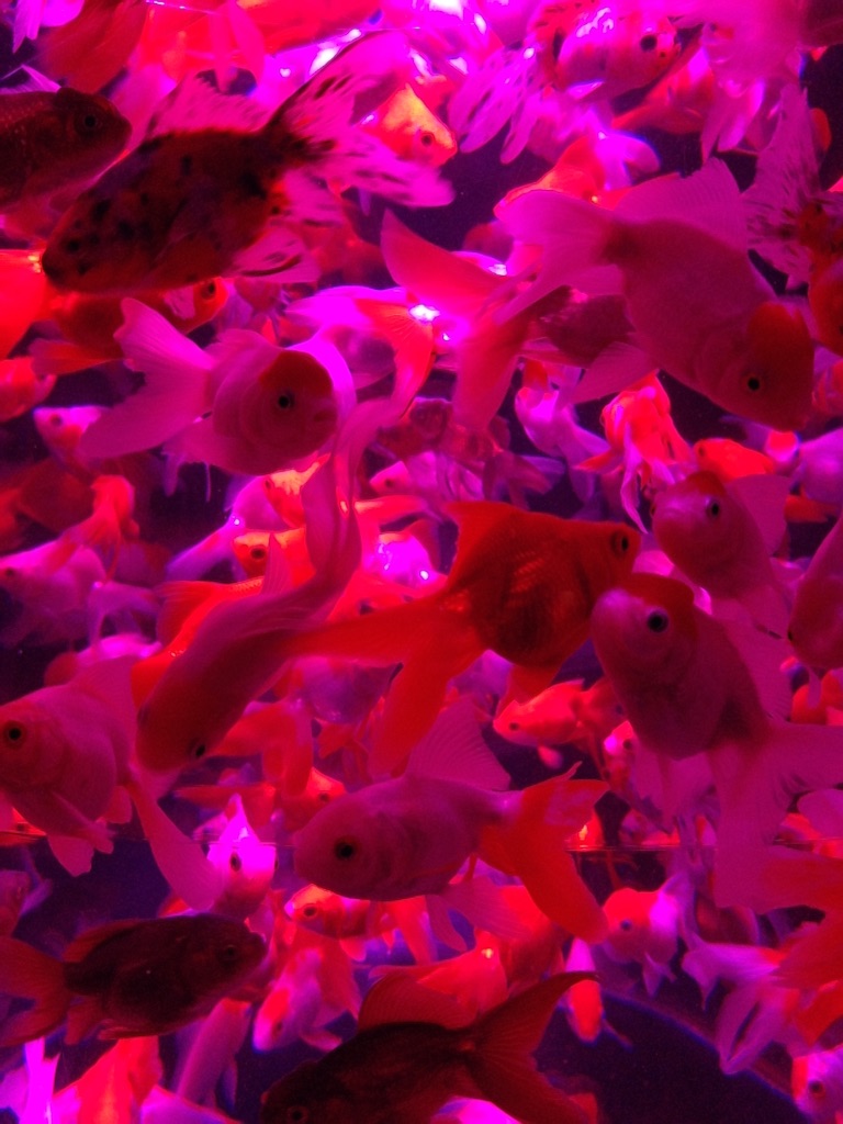 f:id:tettyagi:20151005165725j:plain f:id:tettyagi:20151005165725j:plain