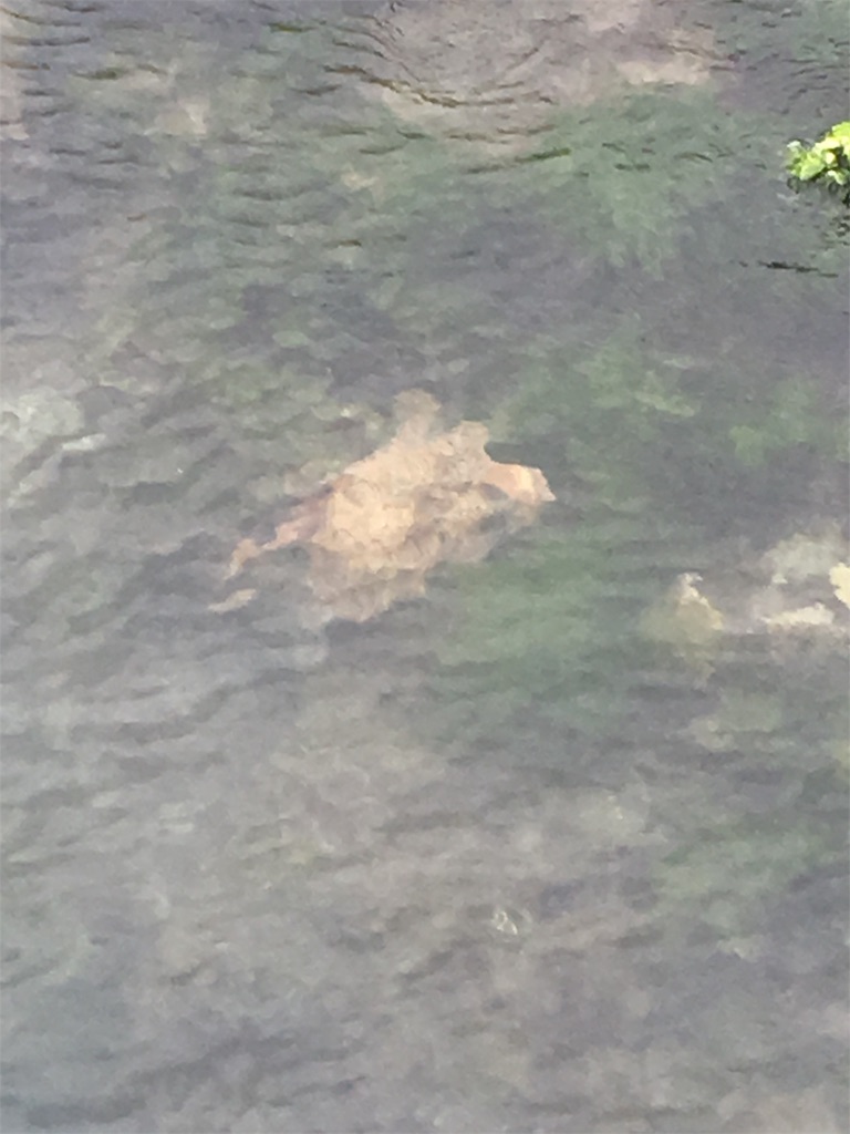 f:id:tettyagi:20190417162048j:plain