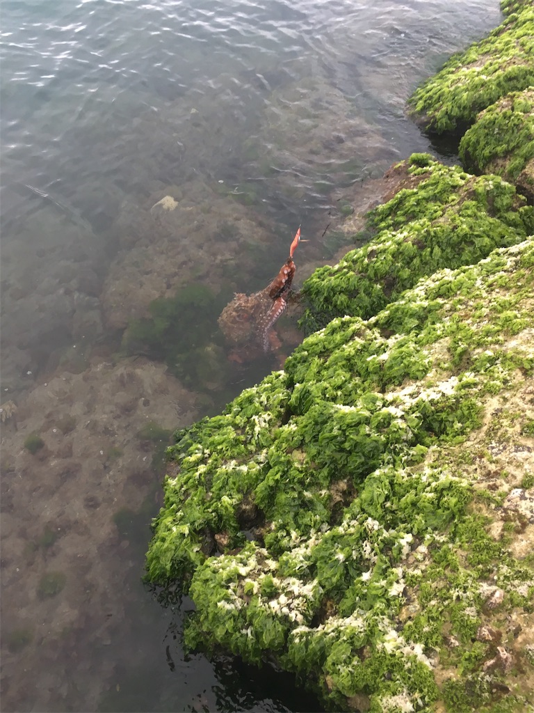 f:id:tettyagi:20190417162111j:plain