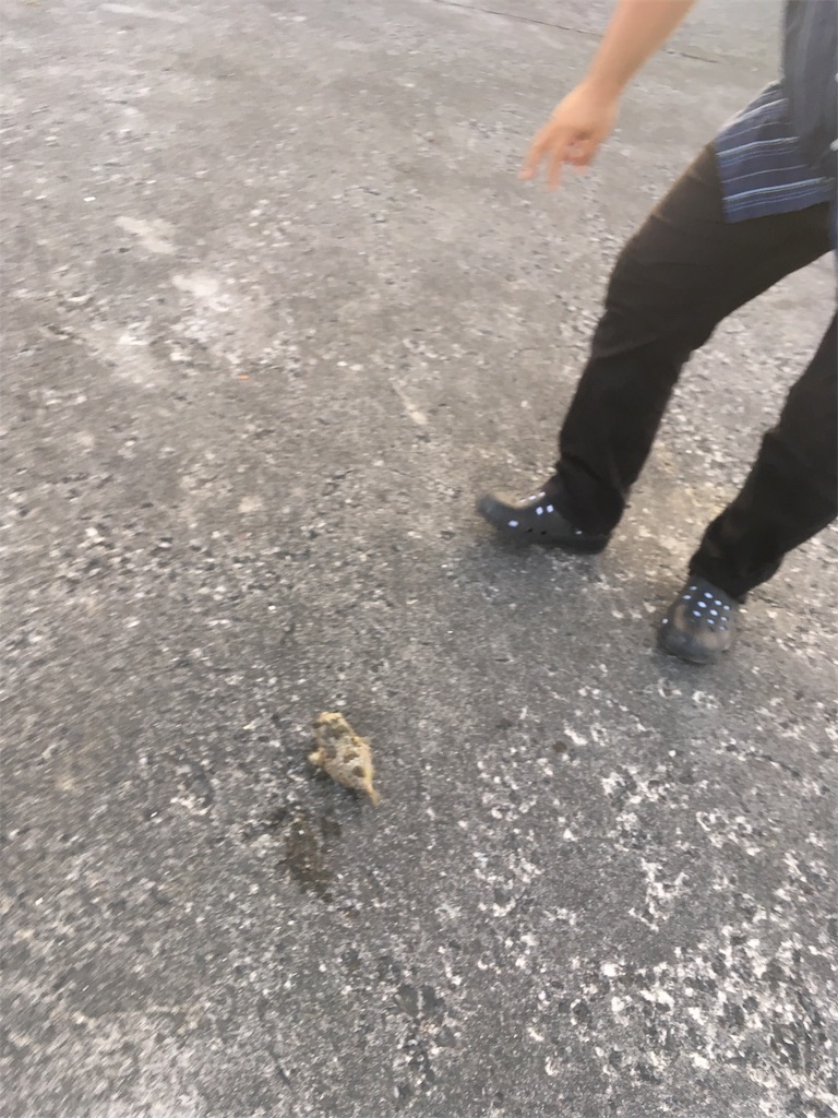 f:id:tettyagi:20190520142603j:plain