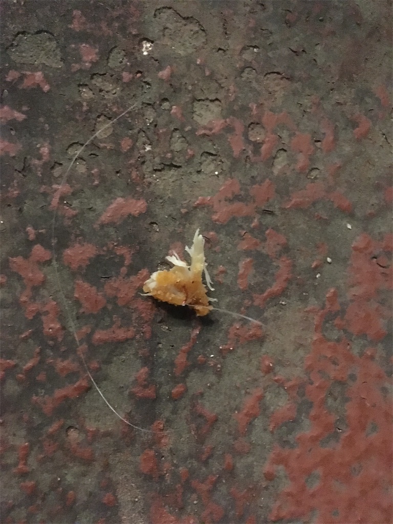 f:id:tettyagi:20190526201624j:plain