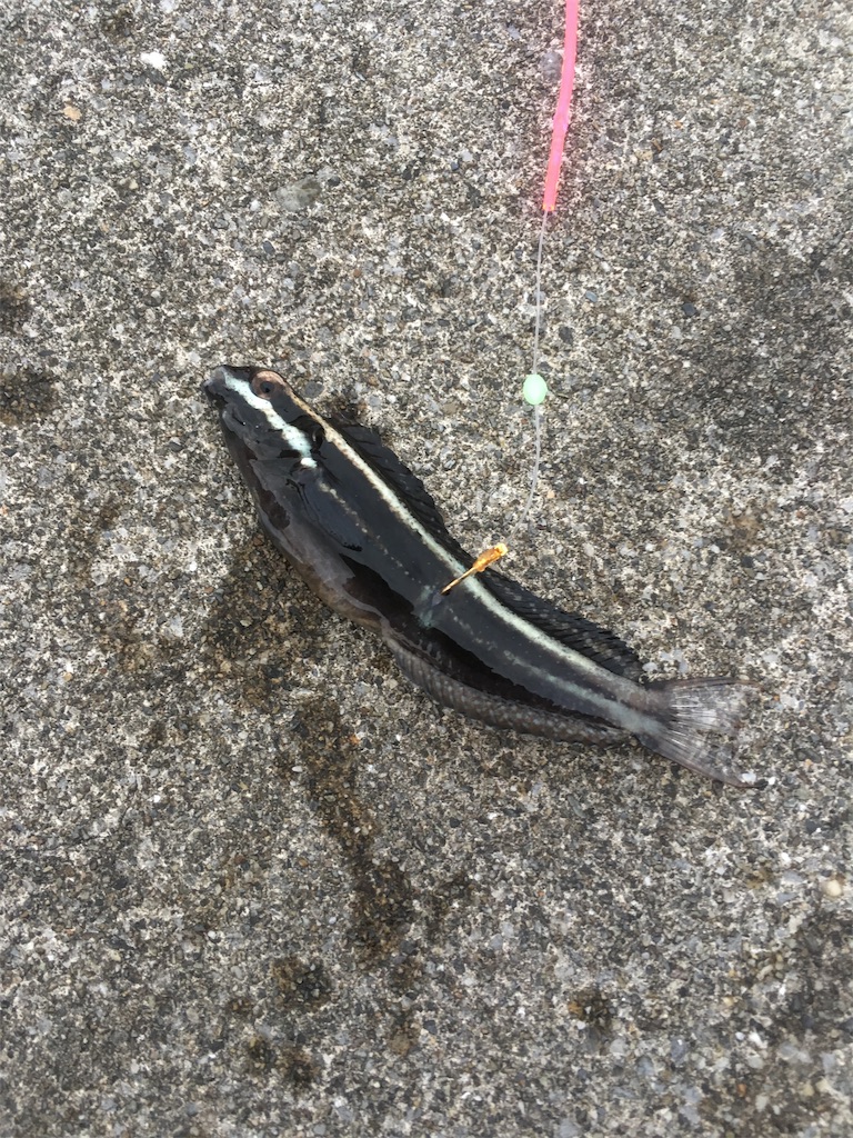 f:id:tettyagi:20190619150722j:plain