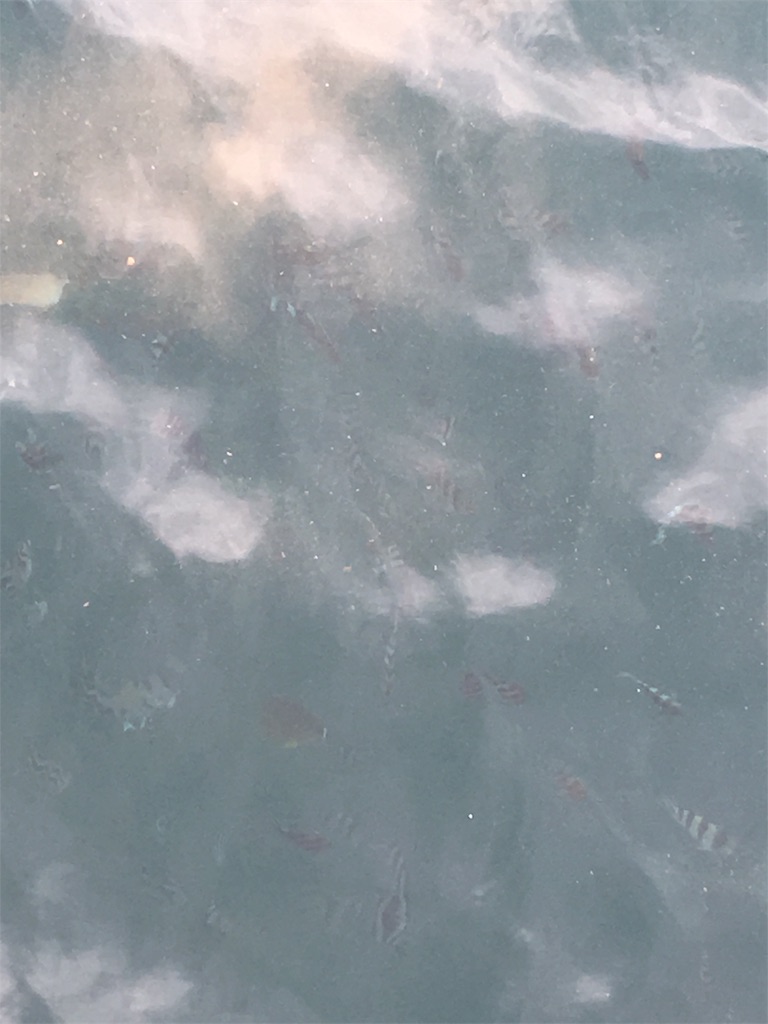 f:id:tettyagi:20190619150731j:plain