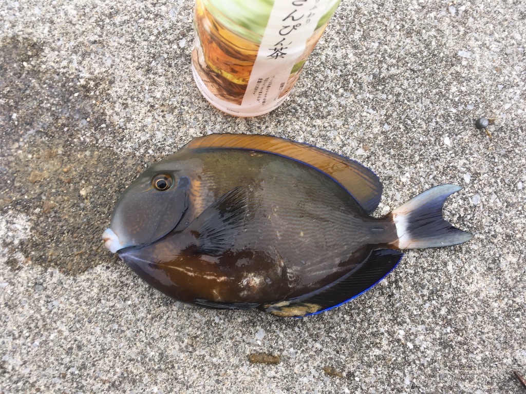 f:id:tettyagi:20190619150750j:plain