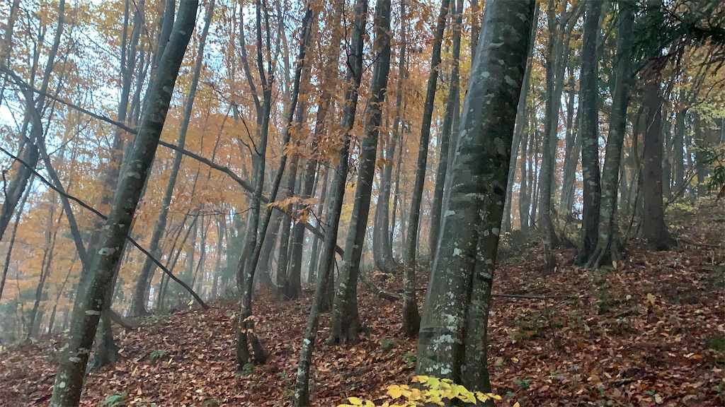f:id:tetuBlog01:20210125104247j:image