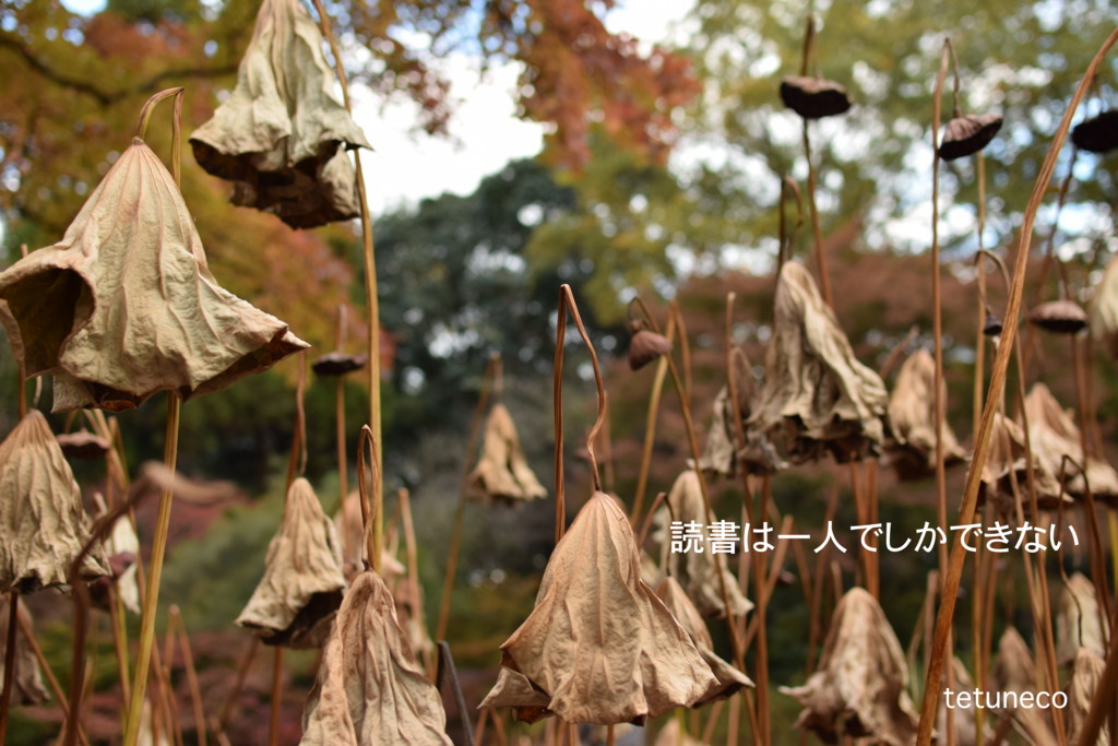 f:id:tetuneco:20151128143655j:plain