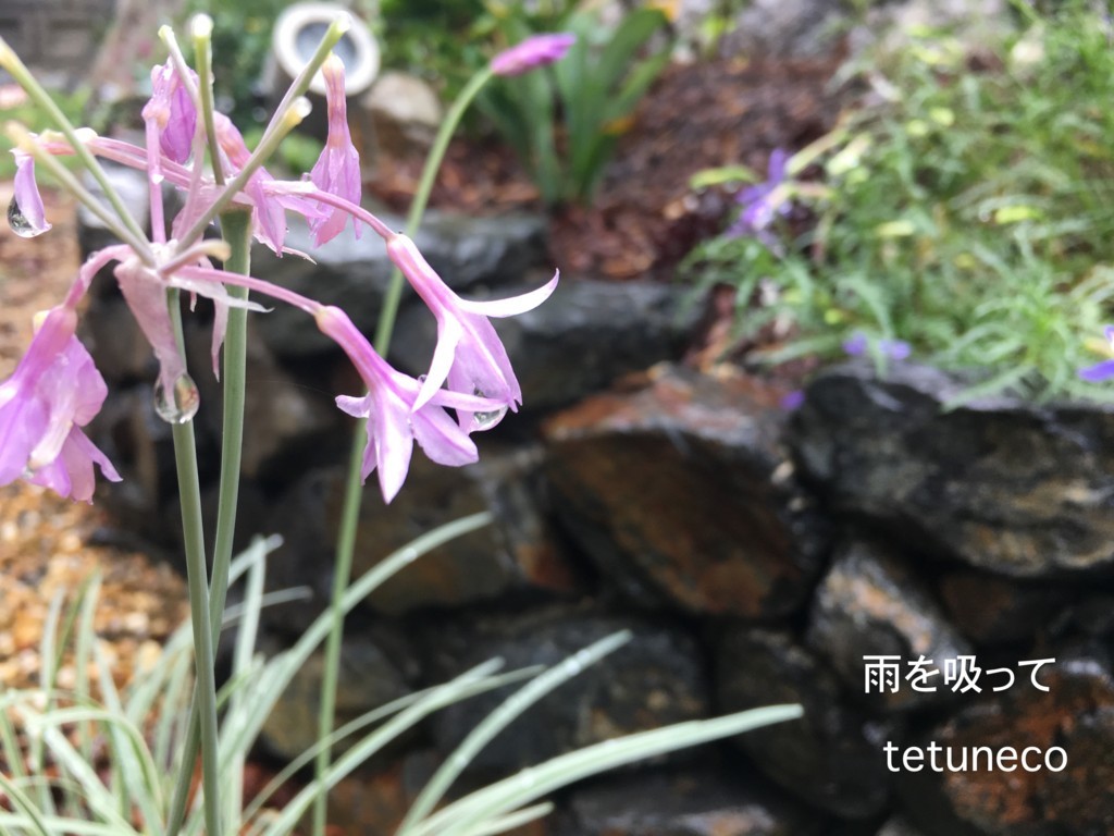 f:id:tetuneco:20171016105318j:plain