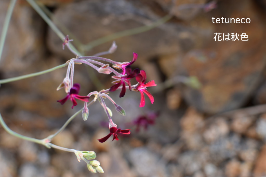 f:id:tetuneco:20171105150500j:plain f:id:tetuneco:20171105150500j:plain