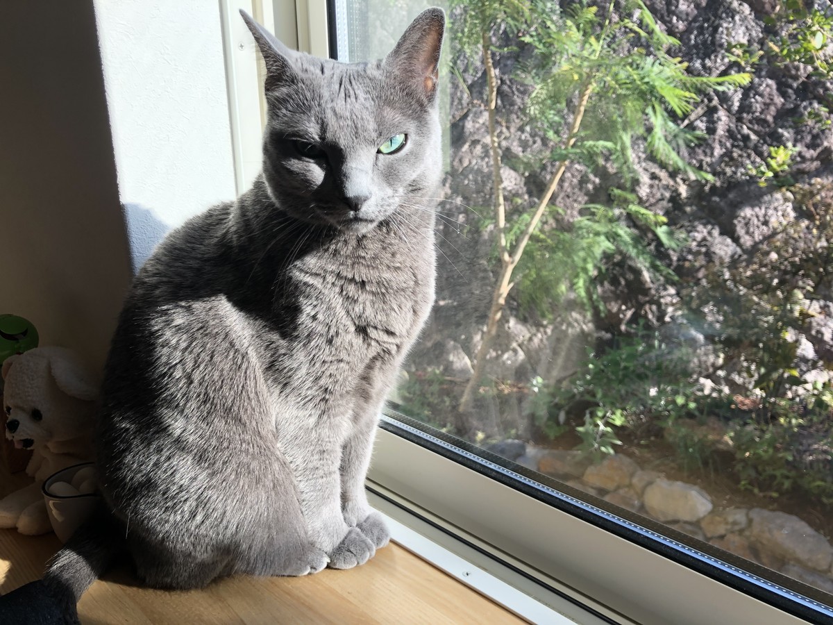 f:id:tetuneco:20191117211825j:plain