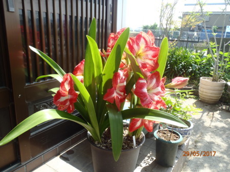 f:id:tetuo0208:20170529092259j:image