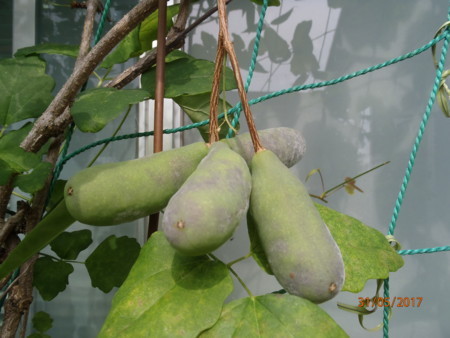 f:id:tetuo0208:20170531090220j:image