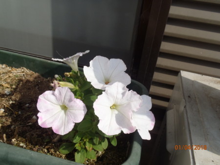 f:id:tetuo0208:20180401092715j:image f:id:tetuo0208:20180401092715j:image