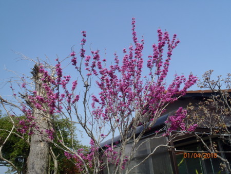 f:id:tetuo0208:20180401092813j:image f:id:tetuo0208:20180401092813j:image