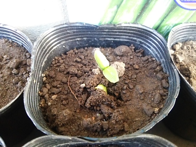 f:id:teturo-sano:20170513131052j:plain f:id:teturo-sano:20170513131052j:plain