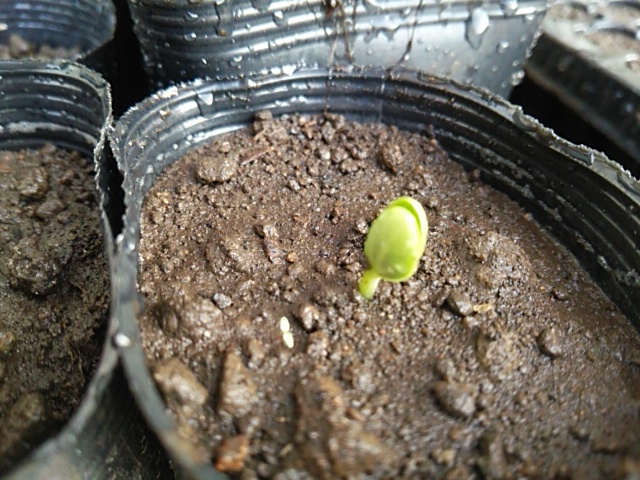 f:id:teturo-sano:20170513133344j:plain f:id:teturo-sano:20170513133344j:plain