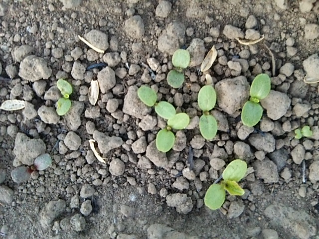 f:id:teturo-sano:20170513134540j:plain f:id:teturo-sano:20170513134540j:plain