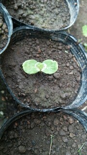 f:id:teturo-sano:20170608215524j:plain