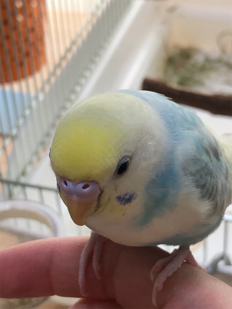 f:id:tf08250031Z:20200105193033j:image