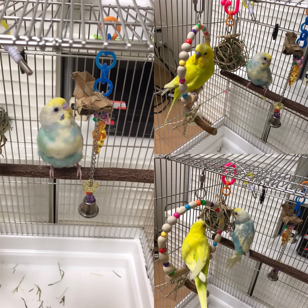 f:id:tf08250031Z:20200203024658j:image