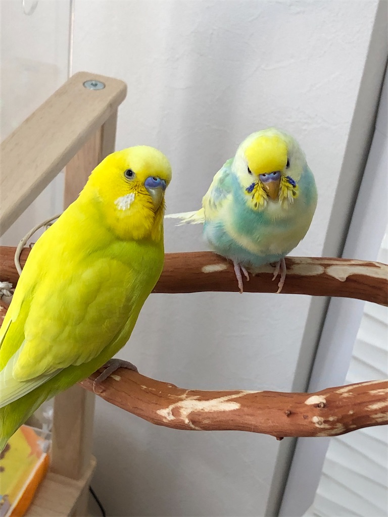 f:id:tf08250031Z:20200305172843j:image