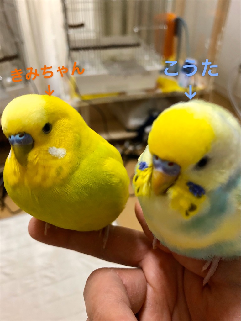 f:id:tf08250031Z:20200402163122j:image