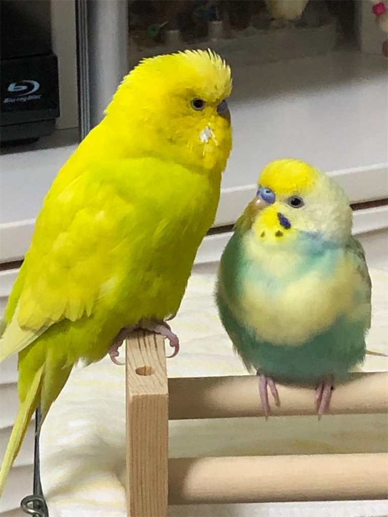 f:id:tf08250031Z:20200524140144j:image