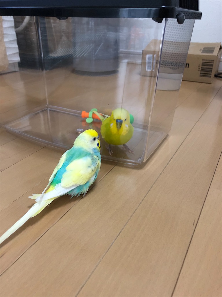 f:id:tf08250031Z:20200704141859j:image