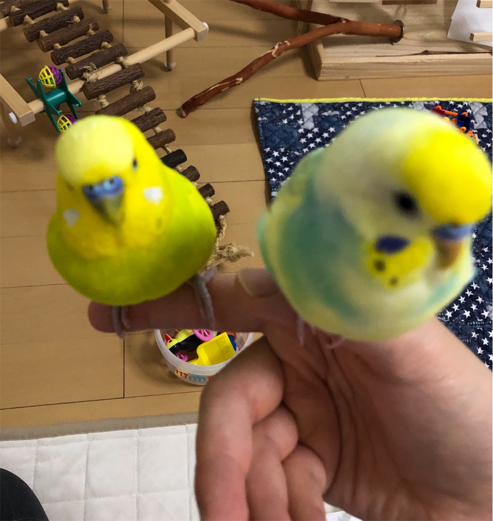 f:id:tf08250031Z:20200704141902j:image