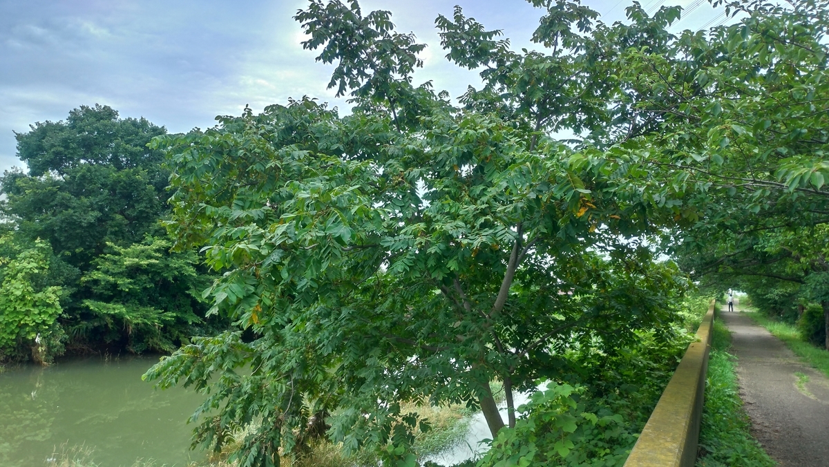 くるみの木 - The Fool In The Valleyの雑記帳