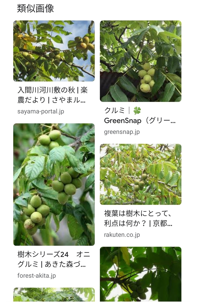 くるみの木 - The Fool In The Valleyの雑記帳